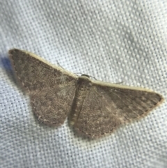 Idaea inversata at Garran, ACT - 20 Feb 2022 09:09 PM