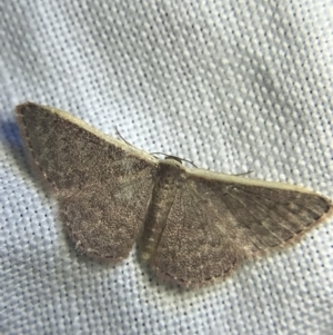 Idaea inversata at Garran, ACT - 20 Feb 2022 09:09 PM