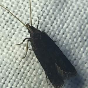 Lecithocera terrigena at Garran, ACT - 20 Feb 2022