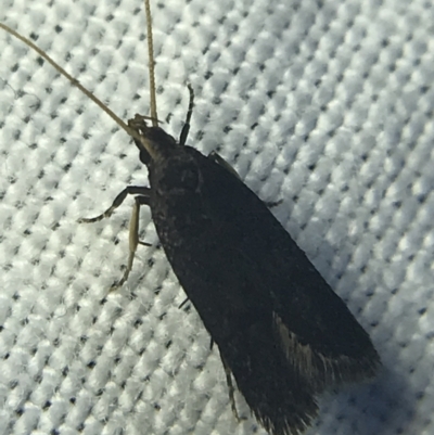 Lecithocera terrigena (Lecithocera terrigena) at Garran, ACT - 20 Feb 2022 by Tapirlord