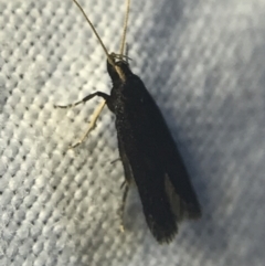 Lecithocera terrigena at Garran, ACT - 20 Feb 2022 09:00 PM