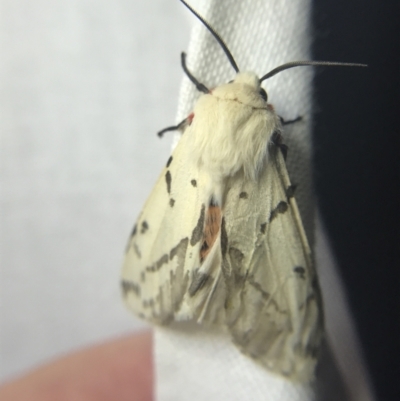 Ardices canescens (Dark-spotted Tiger Moth) at Garran, ACT - 20 Feb 2022 by Tapirlord