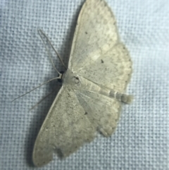 Scopula (genus) (A wave moth (Sterrhinae)) at Garran, ACT - 20 Feb 2022 by Tapirlord