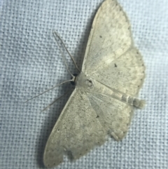 Scopula (genus) at Garran, ACT - 20 Feb 2022