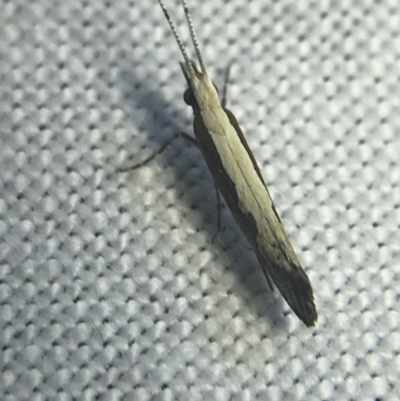 Plutella xylostella (Diamondback Moth) at Garran, ACT - 20 Feb 2022 by Tapirlord