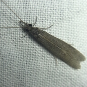 Leptoceridae sp. (family) at Garran, ACT - 20 Feb 2022