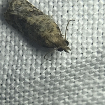 Isochorista ranulana (A Tortricid moth) at Garran, ACT - 20 Feb 2022 by Tapirlord
