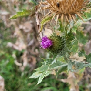 Onopordum acanthium at Stromlo, ACT - 22 Feb 2022