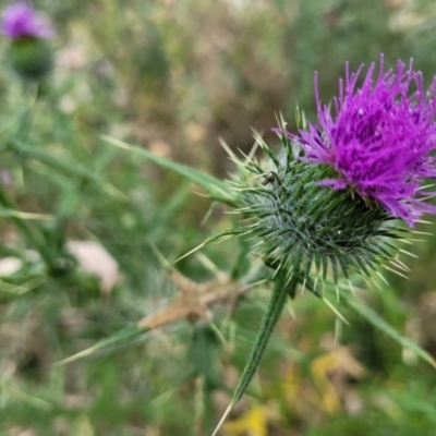 Cirsium vulgare (Spear Thistle) at Stromlo, ACT - 22 Feb 2022 by tpreston