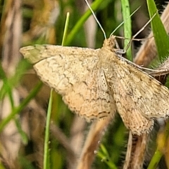 Scopula rubraria (Reddish Wave, Plantain Moth) at Stromlo, ACT - 22 Feb 2022 by tpreston