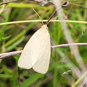 Heliocheilus (genus) at Stromlo, ACT - 22 Feb 2022