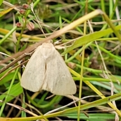 Heliocheilus (genus) at Stromlo, ACT - 22 Feb 2022