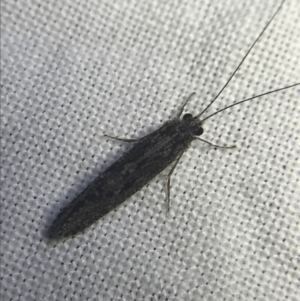 Trichoptera sp. (order) at Garran, ACT - 20 Feb 2022