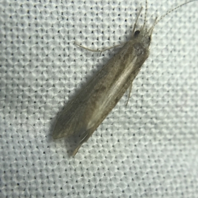 Hydropsychidae sp. (family) (Net-spinning caddisfly) at Garran, ACT - 20 Feb 2022 by Tapirlord