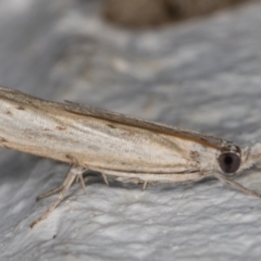 Culladia cuneiferellus (Crambinae moth) at Melba, ACT - 26 Dec 2021 by kasiaaus