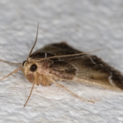 Pyralis farinalis (Meal Moth) at Melba, ACT - 26 Dec 2021 by kasiaaus