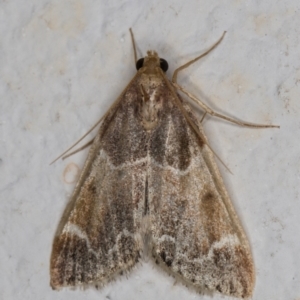 Pyralis farinalis at Melba, ACT - 26 Dec 2021