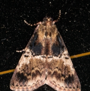 Orthaga thyrisalis at Melba, ACT - 26 Dec 2021 10:43 PM