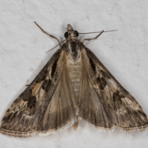 Nomophila corticalis at Melba, ACT - 26 Dec 2021