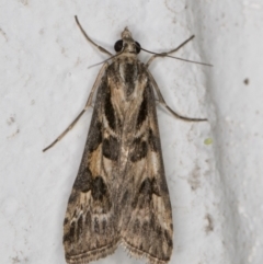 Nomophila corticalis at Melba, ACT - 26 Dec 2021 10:45 PM