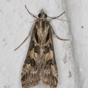 Nomophila corticalis at Melba, ACT - 26 Dec 2021