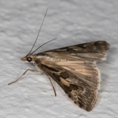 Nomophila corticalis at Melba, ACT - 26 Dec 2021