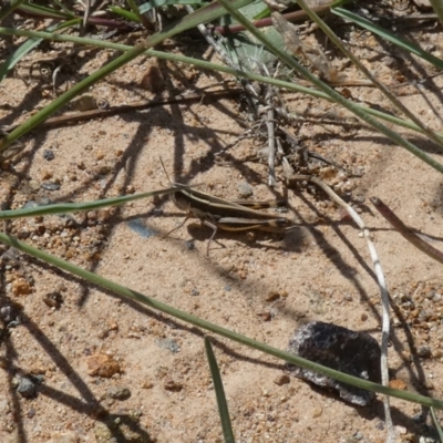 Macrotona australis (Common Macrotona Grasshopper) at Molonglo Valley, ACT - 6 Feb 2022 by Birdy