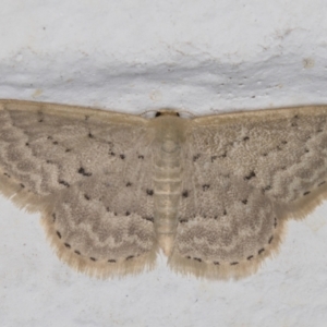 Idaea philocosma at Melba, ACT - 26 Dec 2021