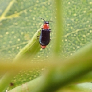 Hypattalus sp. (genus) at Murrumbateman, NSW - 19 Feb 2022