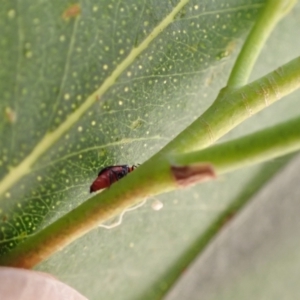 Hypattalus sp. (genus) at Murrumbateman, NSW - 19 Feb 2022