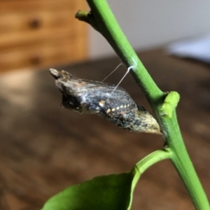 Papilio anactus at Aranda, ACT - 21 Feb 2022