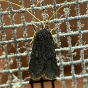 Lecithocera terrigena at Jerrabomberra, NSW - 22 Feb 2022