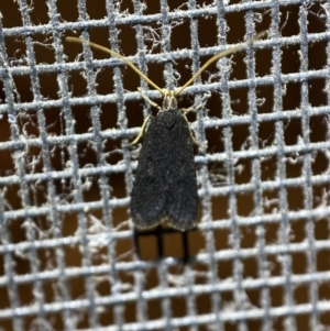 Lecithocera terrigena at Jerrabomberra, NSW - 22 Feb 2022