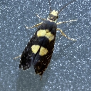 Glyphipterix chrysoplanetis at Jerrabomberra, NSW - 22 Feb 2022