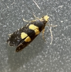 Glyphipterix chrysoplanetis at Jerrabomberra, NSW - 22 Feb 2022