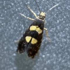 Glyphipterix chrysoplanetis at Jerrabomberra, NSW - 22 Feb 2022