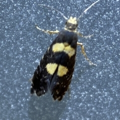 Glyphipterix chrysoplanetis at Jerrabomberra, NSW - 22 Feb 2022