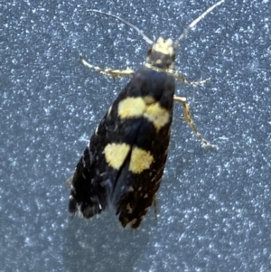 Glyphipterix chrysoplanetis at Jerrabomberra, NSW - 22 Feb 2022