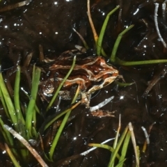 Crinia signifera (Common Eastern Froglet) at Kosciuszko National Park - 20 Feb 2022 by jb2602