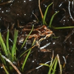 Crinia signifera (Common Eastern Froglet) at Thredbo, NSW - 21 Feb 2022 by jb2602