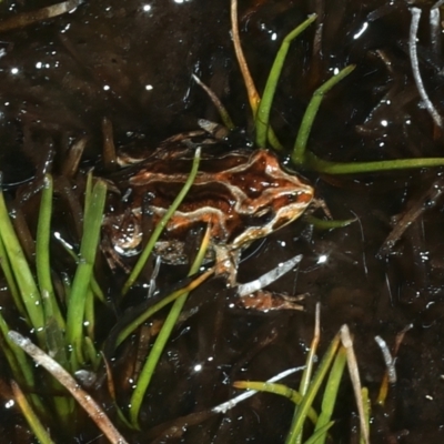 Crinia signifera (Common Eastern Froglet) at Thredbo, NSW - 21 Feb 2022 by jb2602