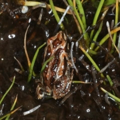 Crinia signifera at Thredbo, NSW - 21 Feb 2022