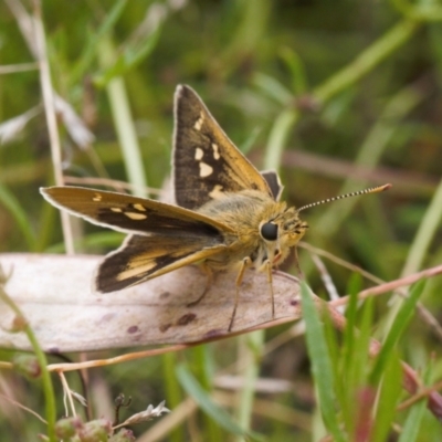 Trapezites luteus (Yellow Ochre, Rare White-spot Skipper) at Wanniassa Hill - 22 Feb 2022 by RAllen