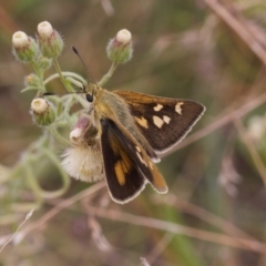 Trapezites luteus (Yellow Ochre, Rare White-spot Skipper) at Fadden, ACT - 22 Feb 2022 by RAllen