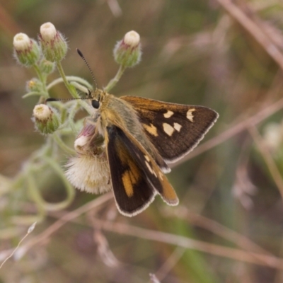 Trapezites luteus (Yellow Ochre, Rare White-spot Skipper) at Wanniassa Hill - 22 Feb 2022 by RAllen