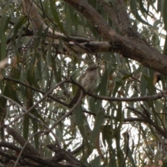 Chrysococcyx lucidus (Shining Bronze-Cuckoo) at Fadden, ACT - 22 Feb 2022 by RAllen