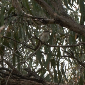 Chrysococcyx lucidus at Fadden, ACT - 22 Feb 2022