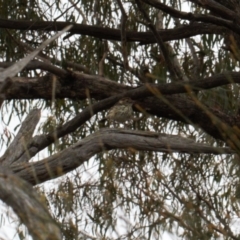 Pyrrholaemus sagittatus (Speckled Warbler) at Wanniassa Hill - 22 Feb 2022 by RAllen