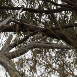 Pyrrholaemus sagittatus at Fadden, ACT - 22 Feb 2022