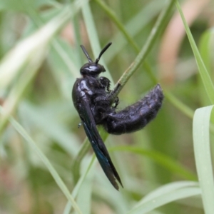 Austroscolia soror at Macarthur, ACT - 22 Feb 2022 01:55 PM